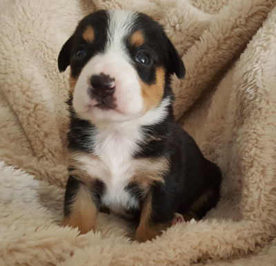 Entlebucher mountain dog pups for sale in NM